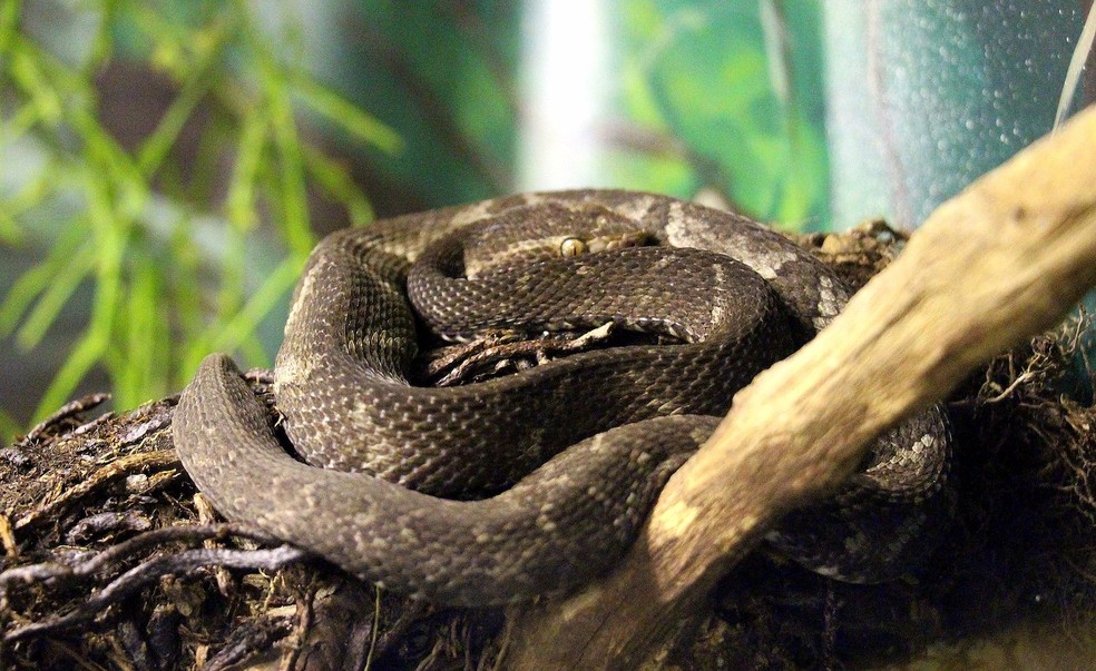 Jararaca-de-alcatrazes – Bothrops alcatraz — Foto: Douglas Bete/ Wikimedia Commons/ Creative Commons