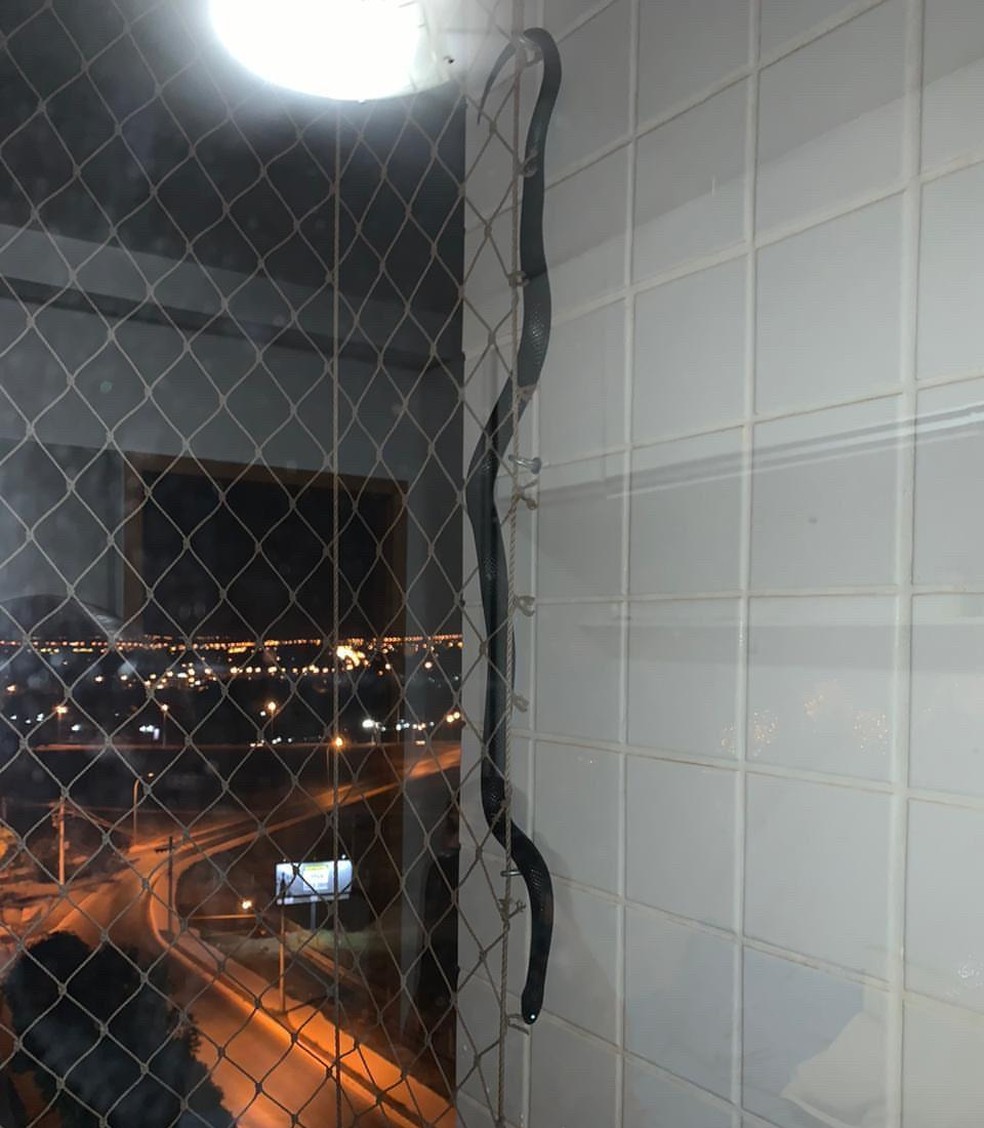 Cobra é encontrada em varanda de apartamento no DF — Foto: BPMA/Divulgação