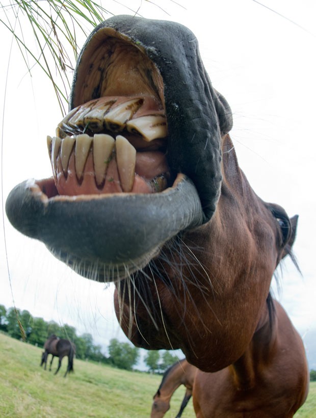 Retrato louco de cavalo rindo