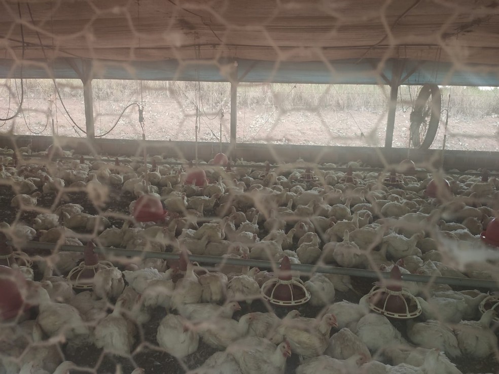 Cerca de 6 mil aves morreram em uma granja de Adamantina — Foto: Eriston Bellusci/Cedida