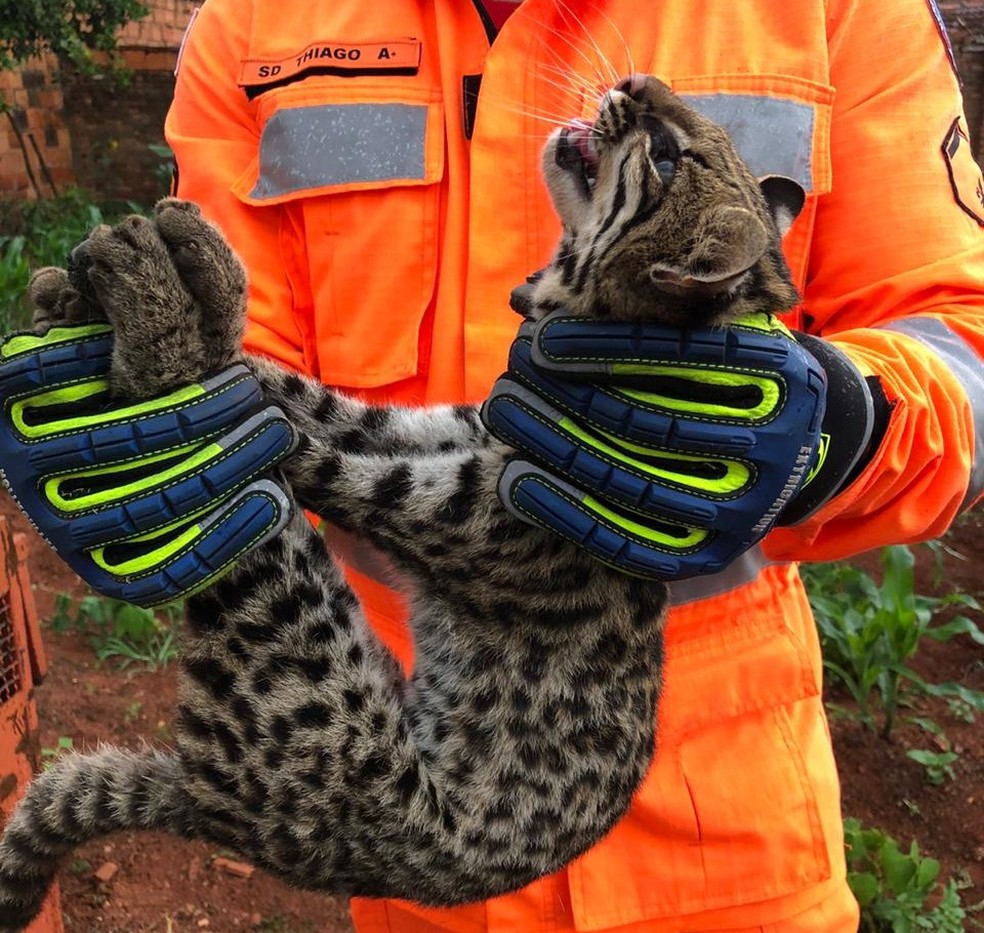 Gato-do-mato é capturado por bombeiros em Monte Carmelo — Foto: Corpo de Bombeiros/ Divulgação