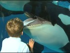 Após polêmica, SeaWorld encerrará show 'teatral' com orcas em San Diego