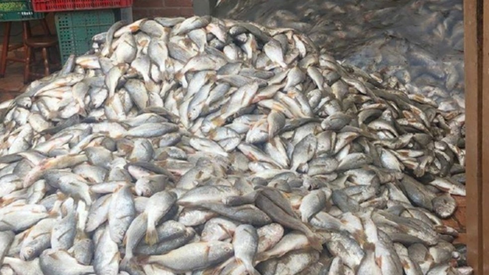 Peixes foram capturados em Bertioga, litoral de São Paulo — Foto: Divulgação/Tatiana Monteiro