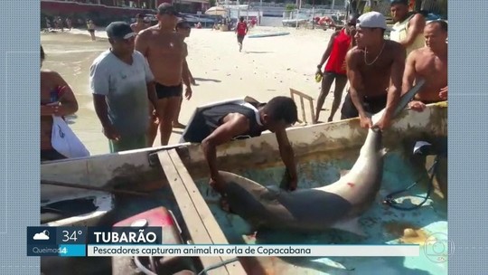Pescadores do Rio capturam tubarão em Copacabana
