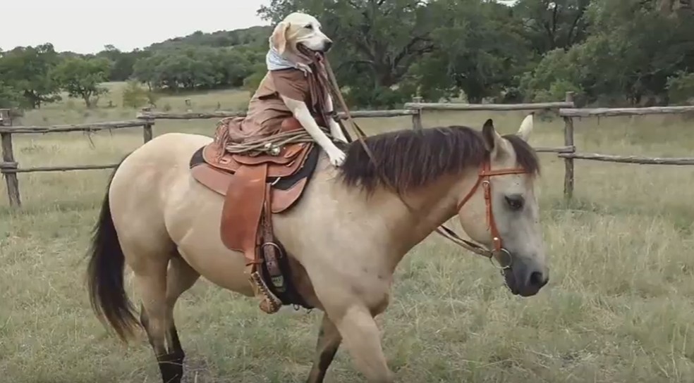 Cachorrinha E Filmada Andando A Cavalo No Texas Planeta Bizarro G1