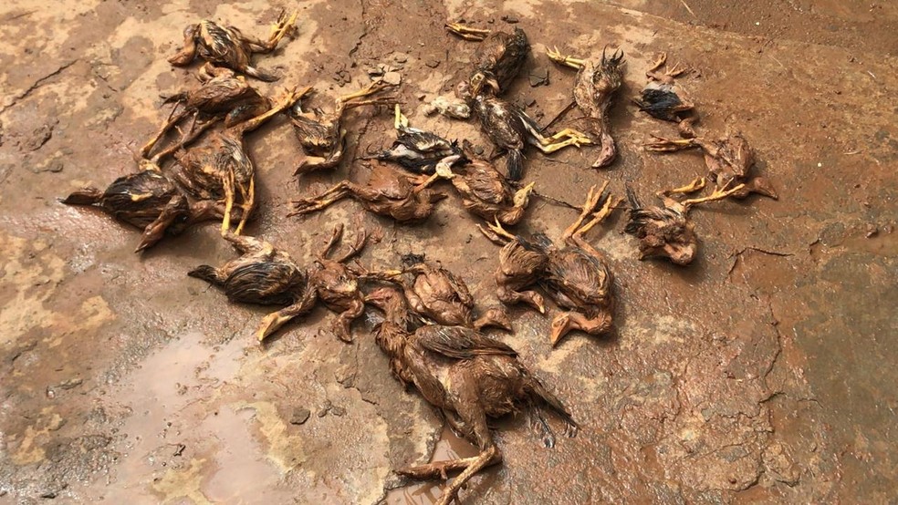 Animais morrem durante enchente que atingiu cidade no interior do Ceará — Foto: Edson Freitas 