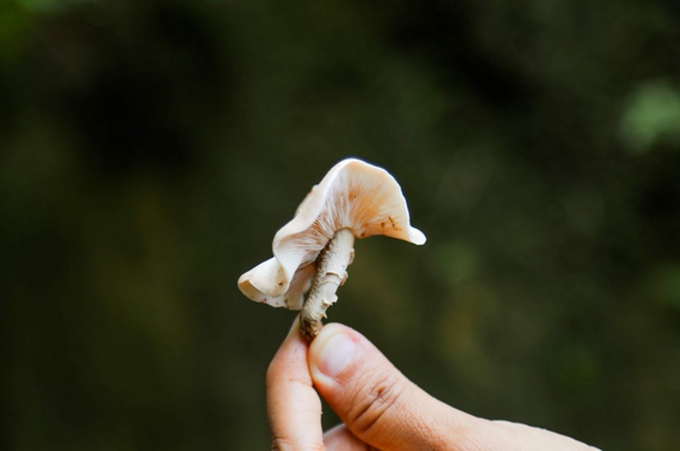 O cultivo da espécie Lentinula raphanica baseado na inoculação da semente-inóculo do fungo em toras de madeiras. — Foto: Divulgação/Fapeam