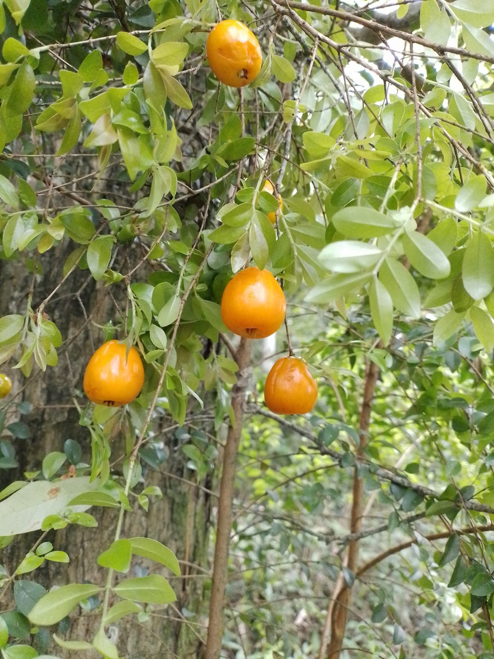 Frutos alaranjados da uvaia-pitanga têm sabor aproximado ao de goiaba — Foto: Divulgação/Thiago Fernandes