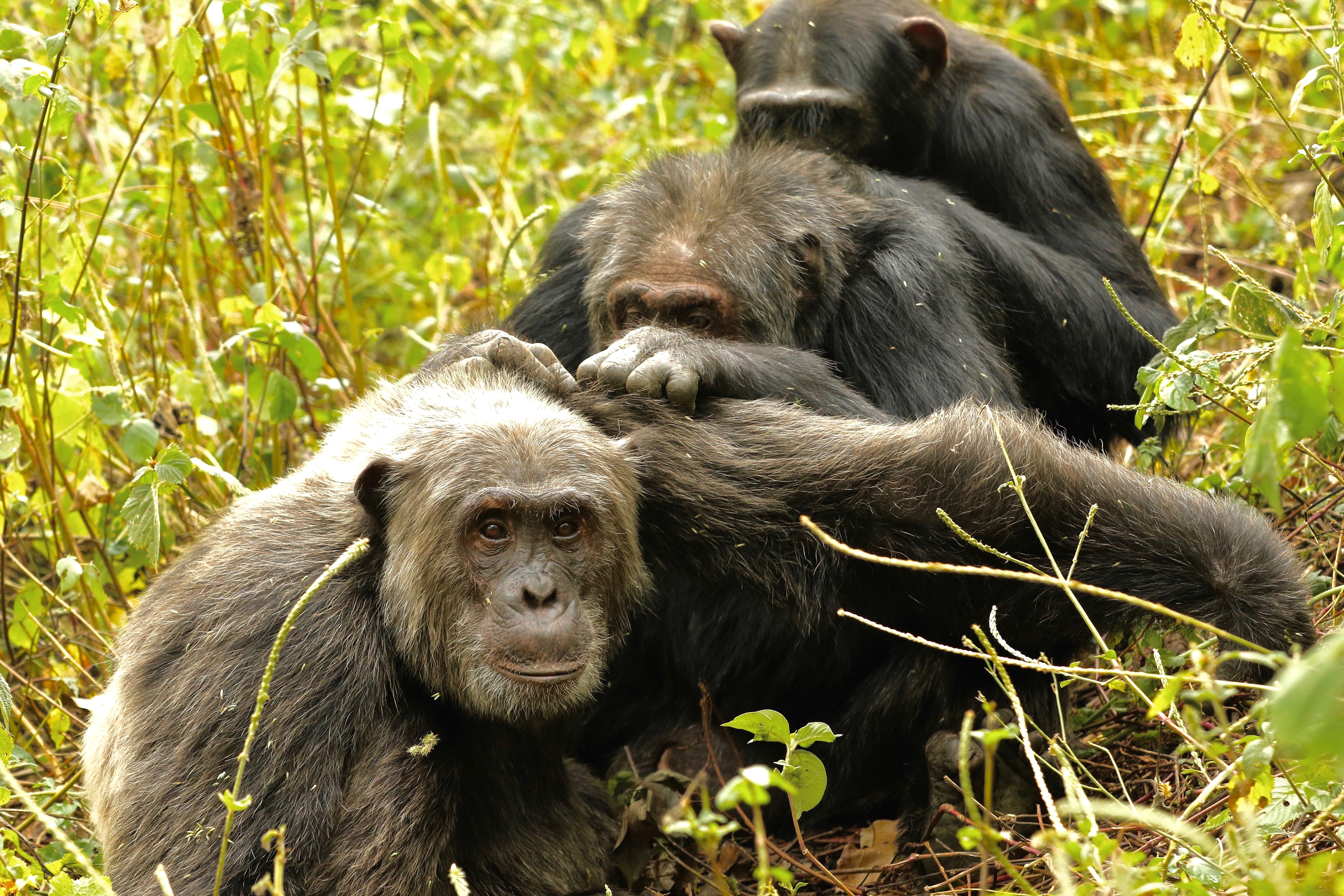 Chimpanzés ficam mais seletivos com amizades durante o envelhecimento, diz estudo thumbnail