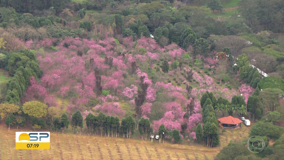 Cerejeiras florescem e Parque do Carmo realiza festa em SP (Foto: Reprodução/TV Globo)