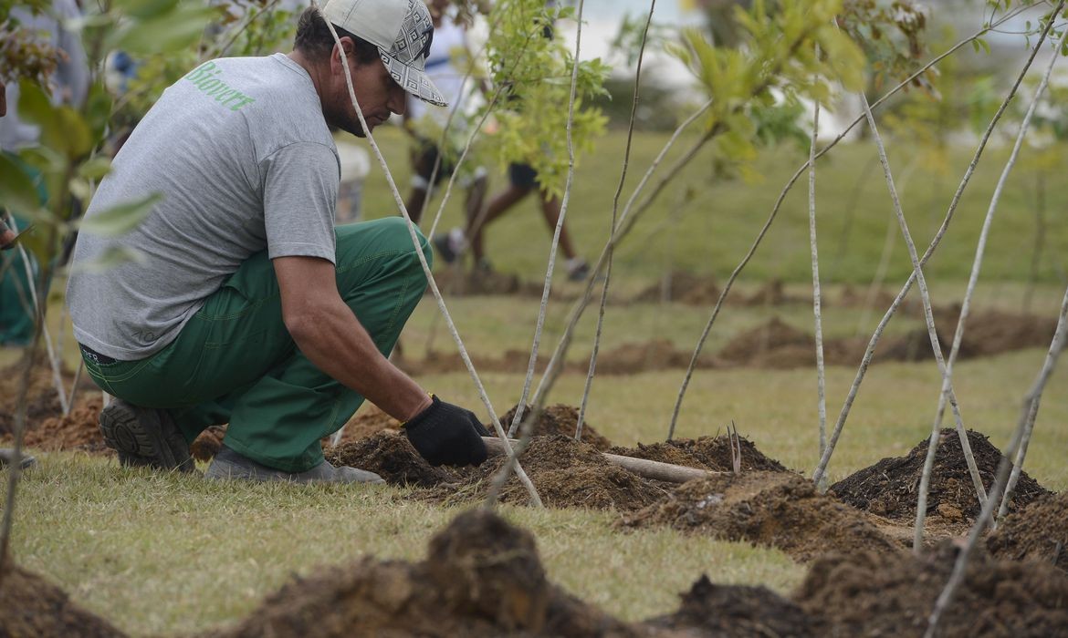 O Dia da Árvore antecede o início da Primavera e, na data, as pessoas são encorajados a plantar árvores (Foto: Tânia Rêgo/Agência Brasil)