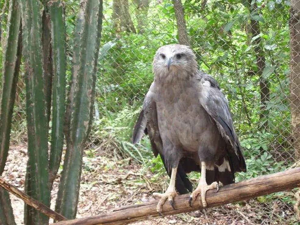 Águia-cinzenta – Urubitinga coronata — Foto: ( Mateus Hidalgo/ Wikimedia Commons/ CreativeCommons)