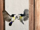 Lista traz ave atacando reflexo e mais cenas de animais diante do 'espelho'