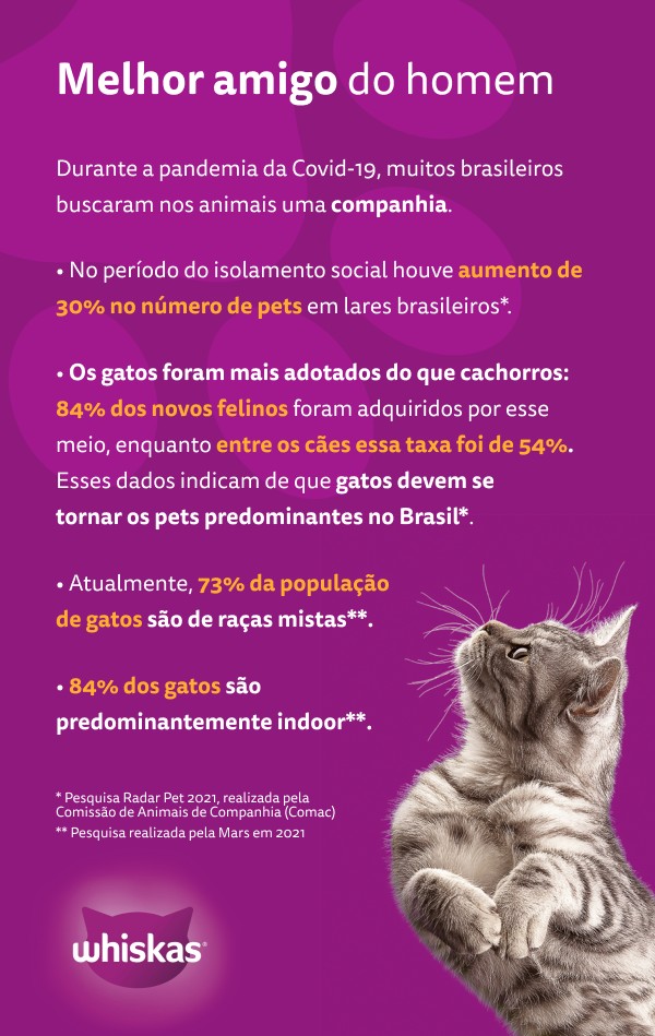 Quão Importante É O Jogo Para O Gato 🌿 Tudo Sobre Jardinagem E