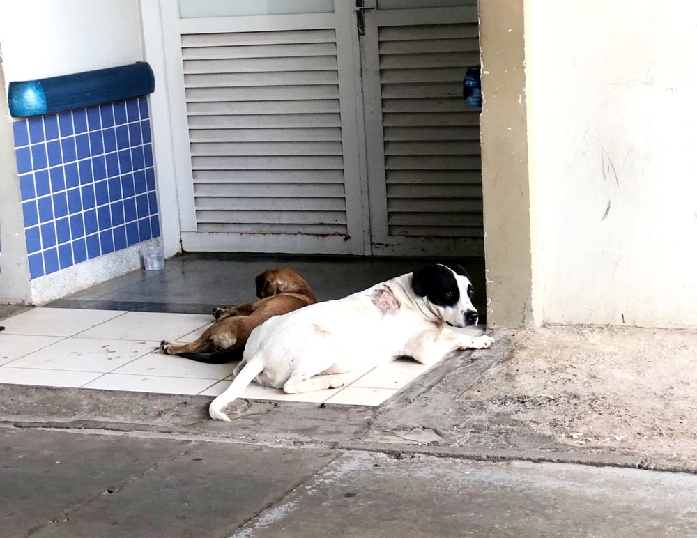 Cães ‘invadem’ ambulância do Samu para acompanhar dono e fazem vigília na madrugada em Bauru — Foto: Arquivo pessoal