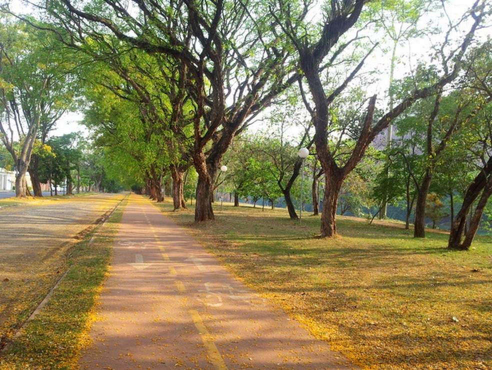 Avenida Cruzeiro do Sul, em Piracicaba, ser&aacute; um dos pontos onde haver&aacute; a&ccedil;&atilde;o de conscientiza&ccedil;&atilde;o &mdash; Foto: Claudia Assencio/G1