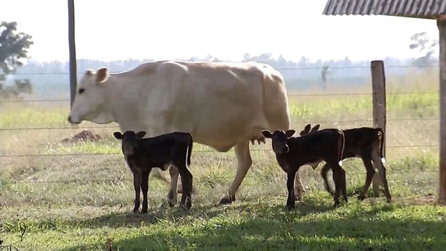 Sud Menucci: Vaca dá à luz três bezerros em gestação natural