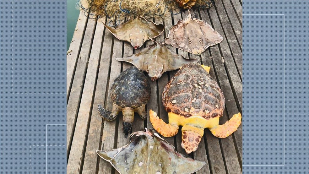Tartarugas e arraias encontradas mortas em redes de pesca, em Vitória  — Foto: Reprodução/ TV Gazeta 