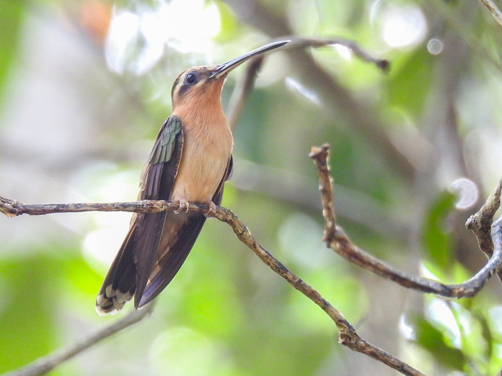 Balança-rabo-canela é uma das aves com ocorrência no ecossistema — Foto: Luciano Lima/TG