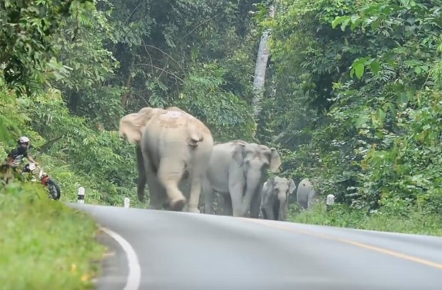 Motociclista foi impedido de passar por estrada por manada de elefantes (Foto: Reprodução/YouTube/khao yai news)