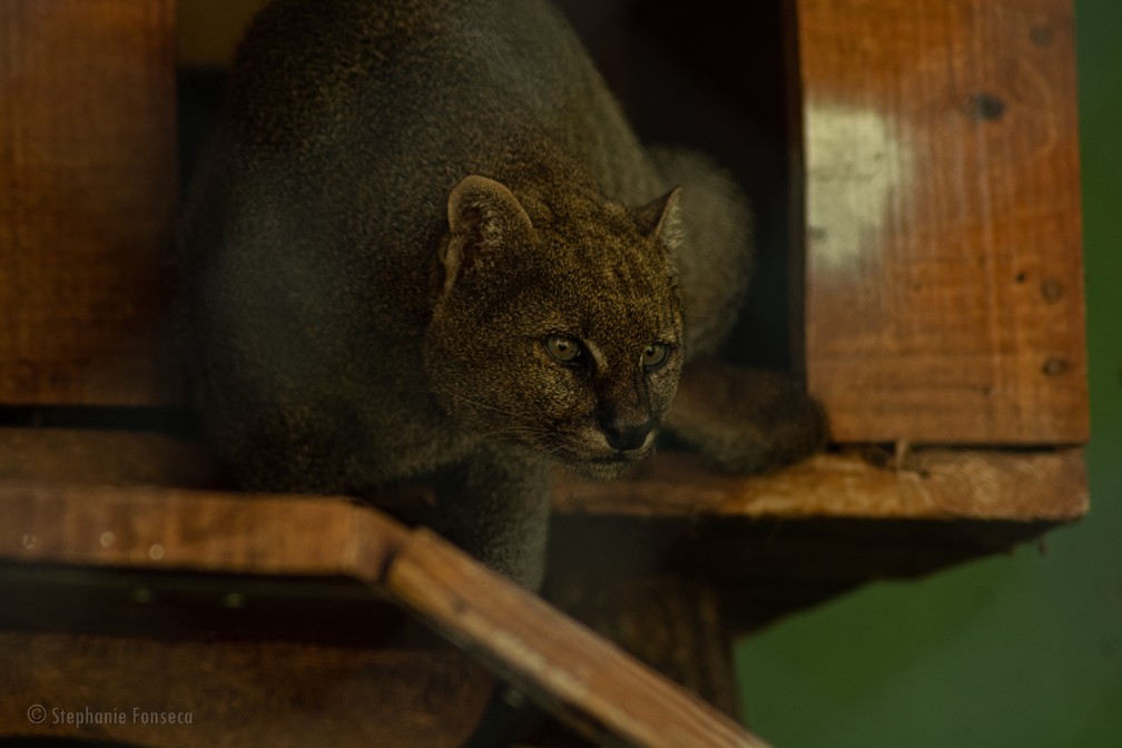 Gato-mourisco Logan é o mais velho entre os mamíferos residentes no zoológico do Parque Ecológico  — Foto: Stephanie Fonseca