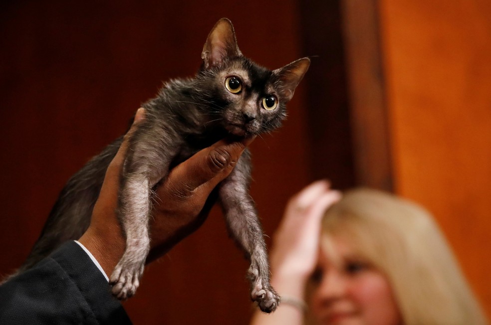 Gato Lykoi é apresentado nesta quarta-feira (10) em Nova York (Foto: Shannon Stapleton/Reuters)