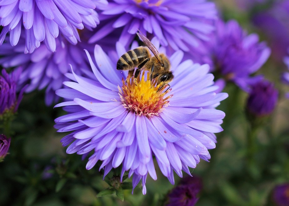 Algumas espécies de plantas podem atrair mais abelhas para o seu jardim ou sua horta