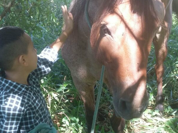 G1 - Cavalo usado no tratamento de autista é achado após apelo de