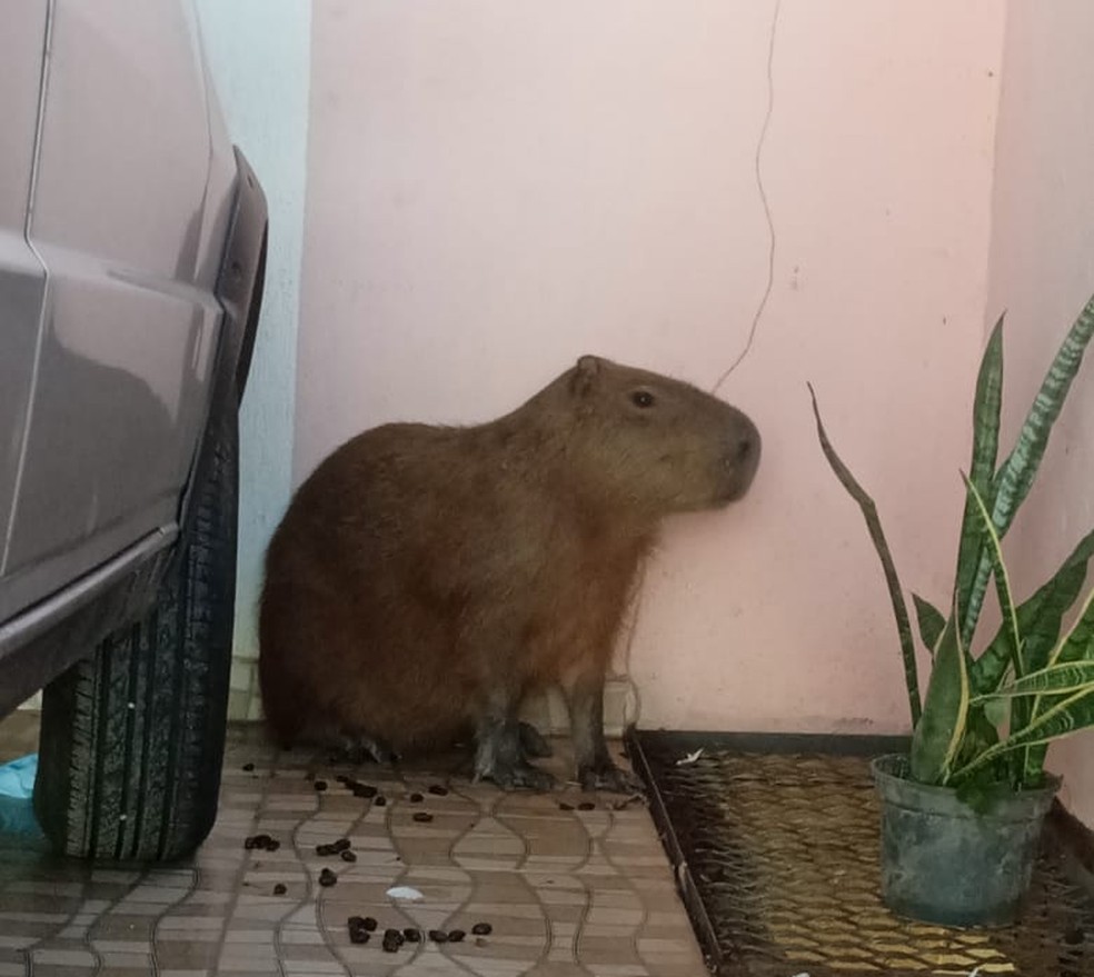 Moradora encontra capivara na garagem de casa em Cuiabá — Foto: Reprodução