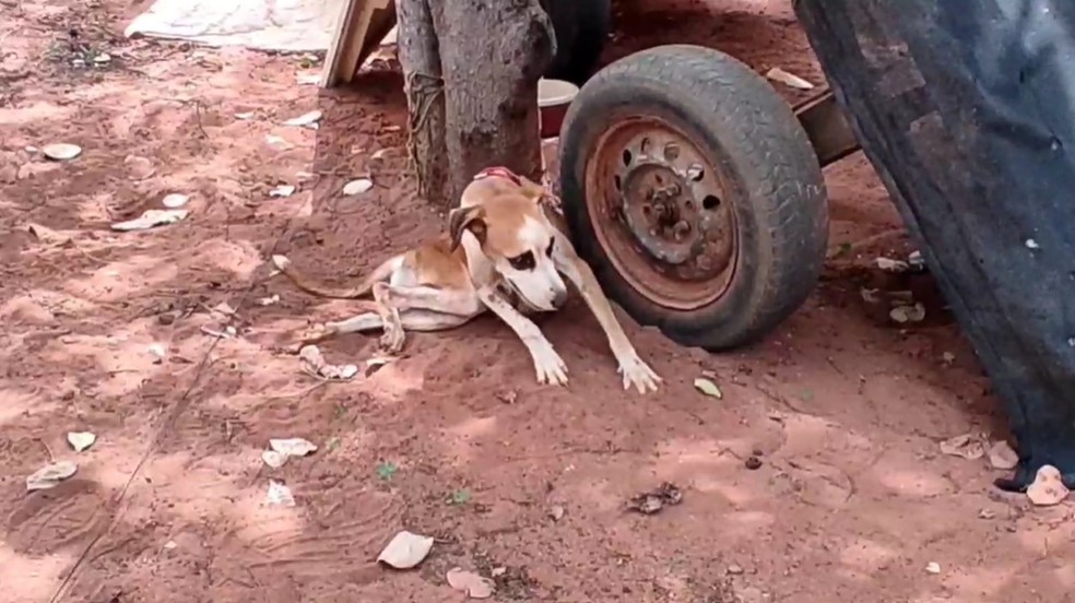 Cachorros da zona rural de Mossoró estão com cinomose — Foto: Elisângela Moura/Cedida
