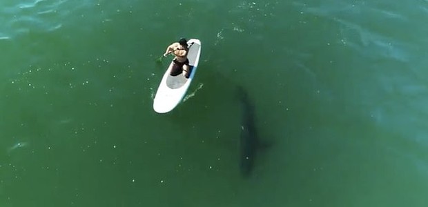 Orlando Bloom surfa com tubarão  (Foto: Reprodução/Instagram)