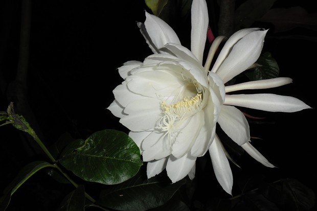 Dama da Noite: Significado, Como Cuidar e Plantar Essa Flor Encantadora