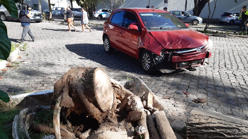 Árvore cai e atinge dois carros na Zona Leste de Natal — Foto: Sérgio Henrique Santos/Inter TV Cabugi