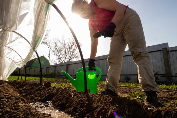 Como plantar frutas em casa regar muda quintal (Foto: Getty Images)