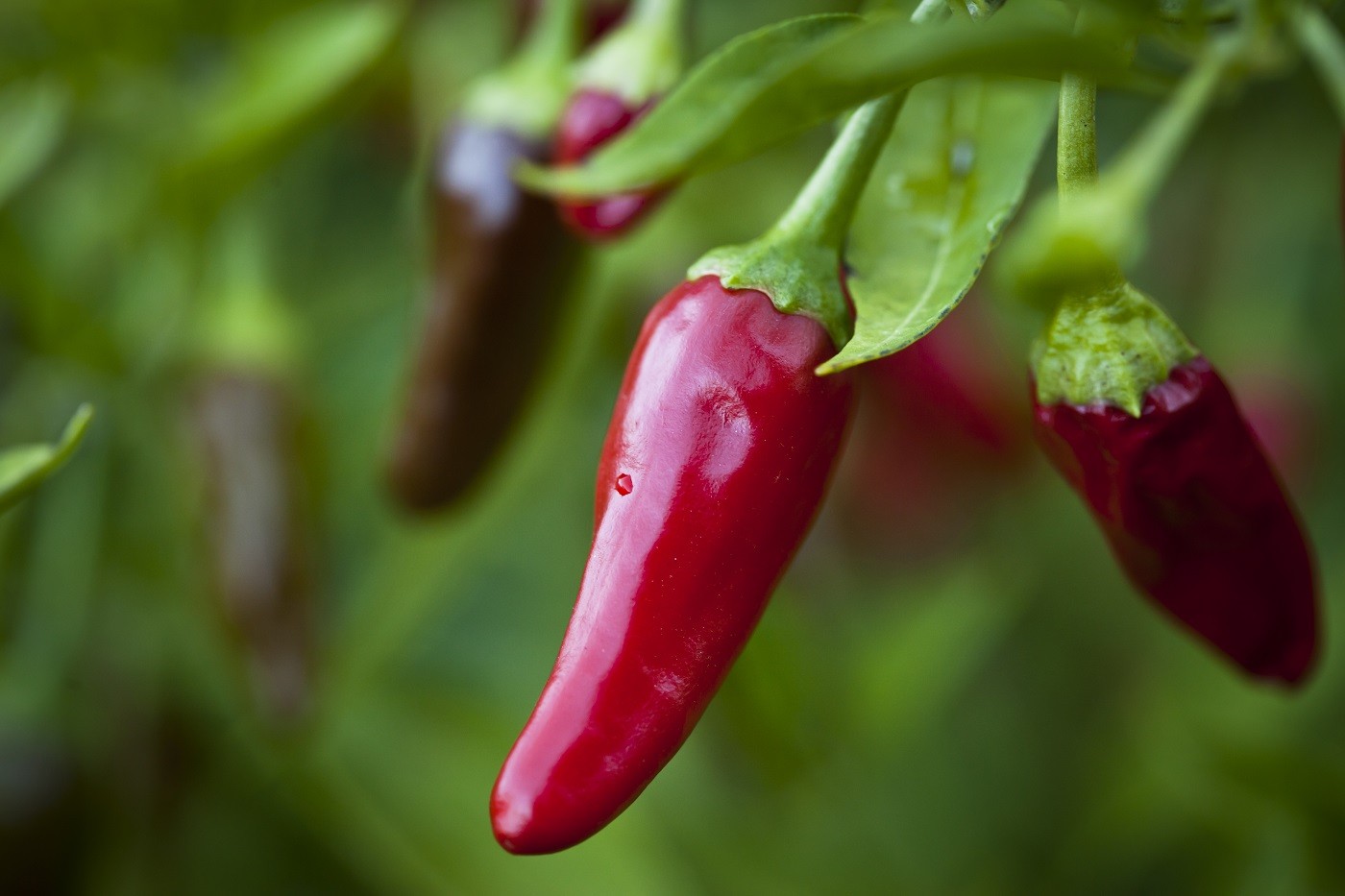 Close-up red chillis growing on a plant. (Foto: Getty Images)