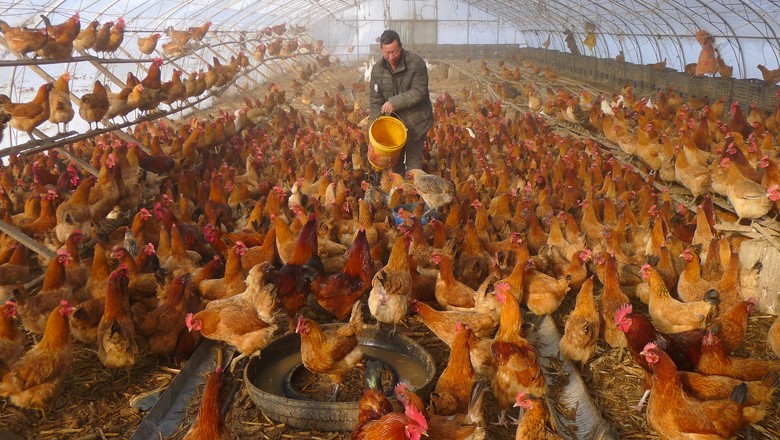 Homem fornece água para galinhas dentro de estufa em uma fazenda em Heihe, China (Foto: REUTERS/Stringer)