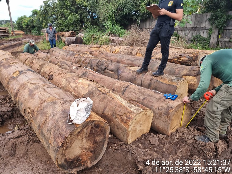 Tora retirada de terra indígena foi encontrada em empresa madeireira — Foto: Polícia Federal