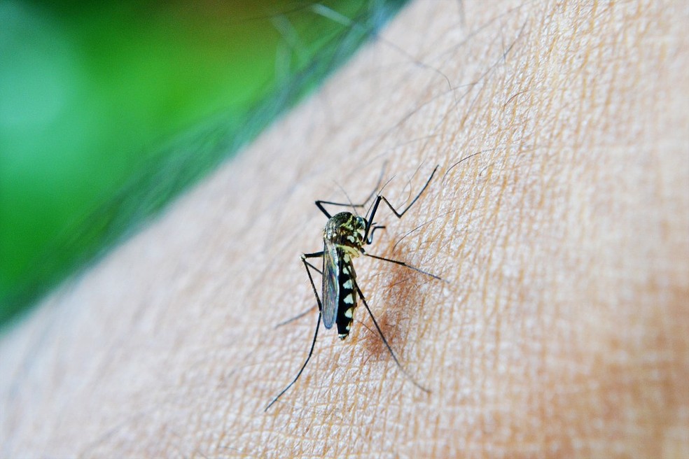 Nebulização ajuda a combater a fase adulta do mosquito Aedes aegypti — Foto: Divulgação
