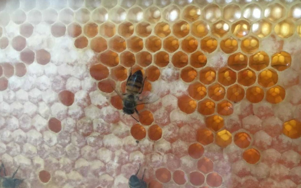 Programa de assistência gratuita aos produtores rurais do Triângulo e Alto Paranaíba abre 460 vagas; saiba como participar