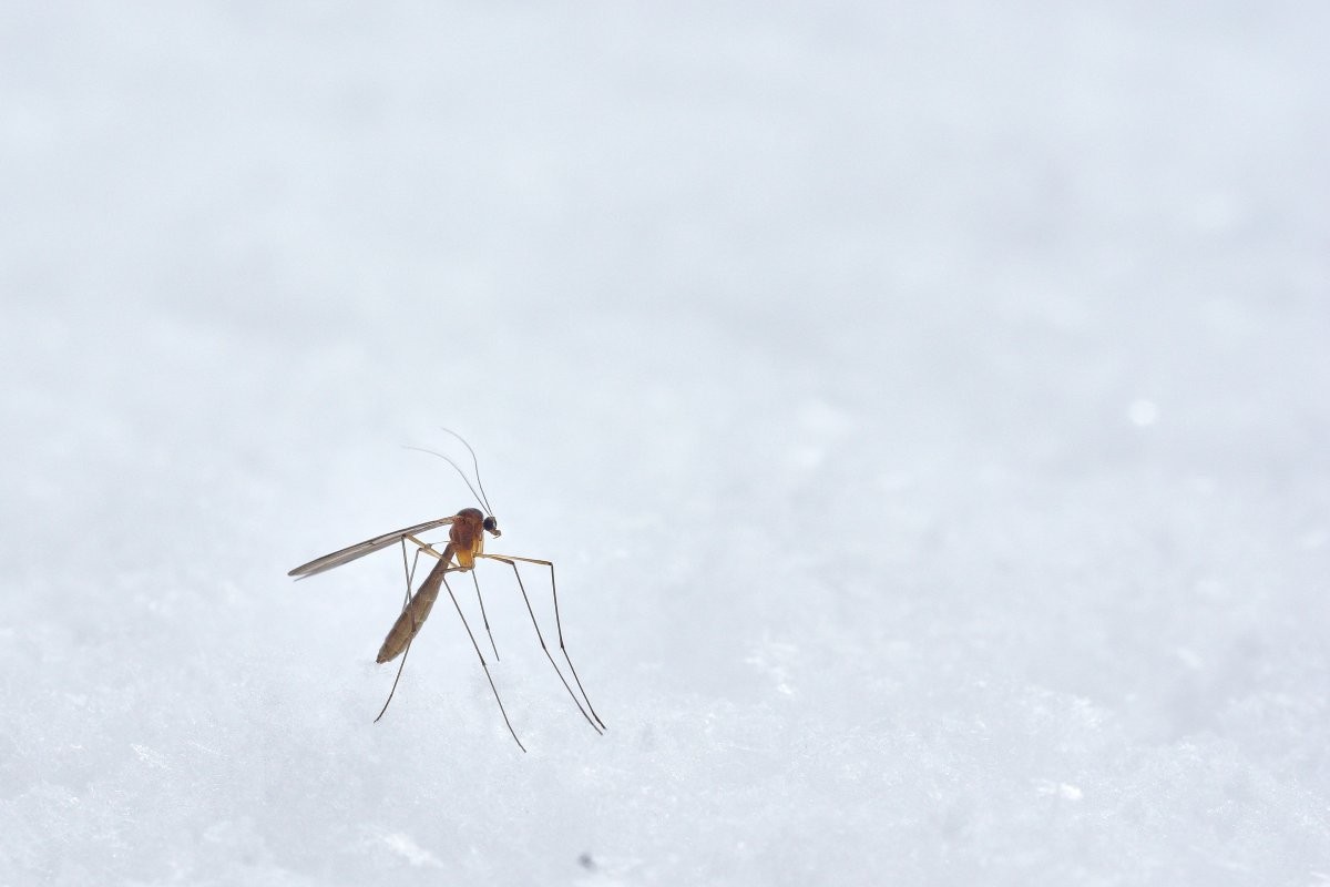 A melhor maneira de evitar a presença dos mosquitos é garantindo que o ambiente não esteja favorável à sua procriação (Foto: Unsplash/ Wolfgang Hasselmann/ CreativeCommons)