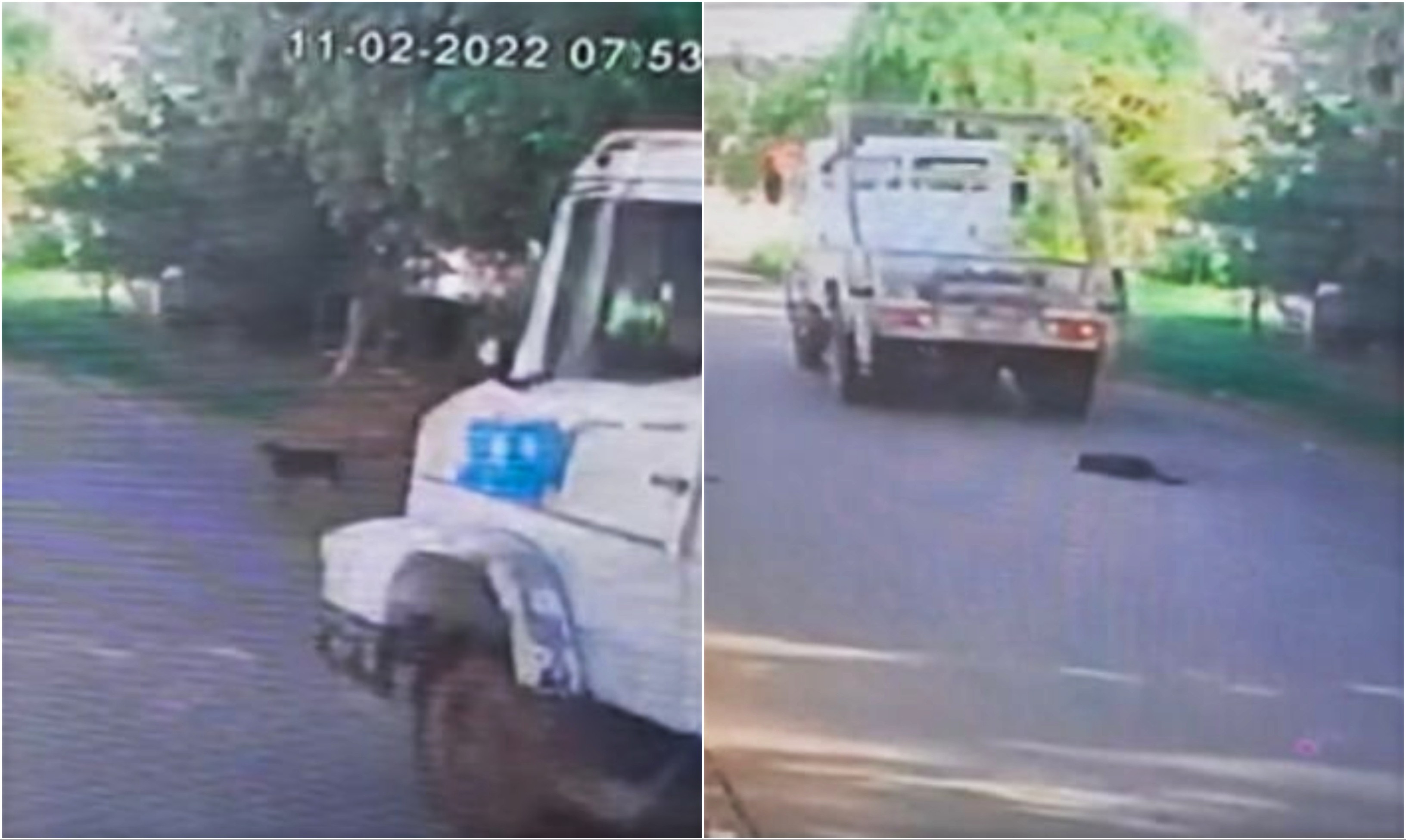 Cachorro morre após ser atropelado por caminhão e levar horas para ser socorrido no interior de SP; vídeo