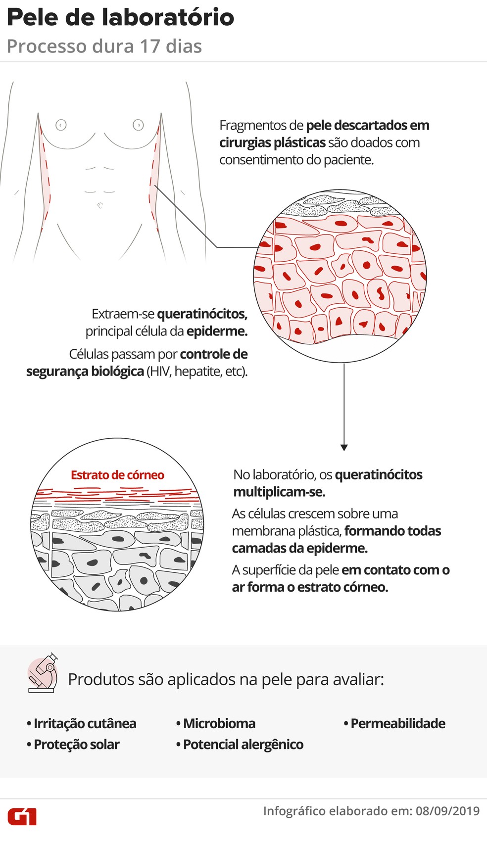Arte mostra como funciona a produção da Episkin — Foto: Infográfico: Juliane Monteiro/G1