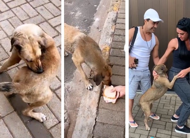 Zezé Di Camargo e Graciele ajudam cachorro de rua (Foto: Reprodução Instagram)