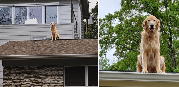 Lugar preferido de golden é o telhado (Foto: Reprodução/Instagram)