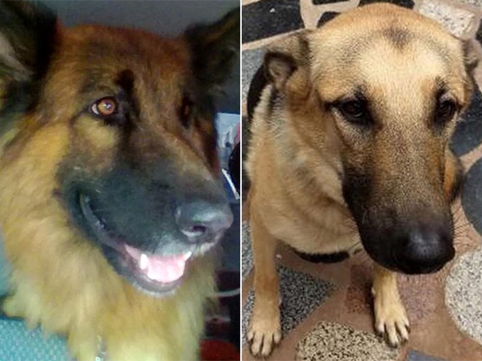 Dukesa (Ã  esquerda) nÃ£o resistiu aos ferimentos e Peppe (Ã  direita) sobreviveu ao atropelamento (Foto: Foto: Leila Cristina Oliveira/DivulgaÃ§Ã£o)