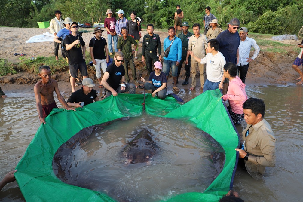 Pescadores e cientistas observam arraia gigante em rede encontrada no nordeste do rio Mekong, no Camboja, antes de ela ser devolvida à água, em 14 de junho. — Foto: Chhut Chheana/Wonders of the Mekong via AP
