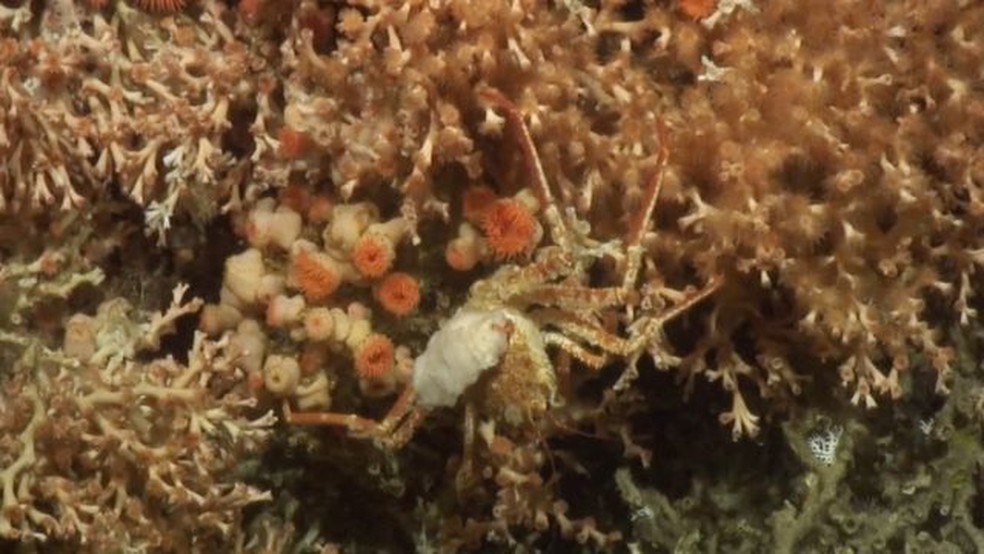 Corais são como as fundações das cidades nas profundezas, fornecendo abrigo e comida para várias espécies — Foto: Atlas via BBC