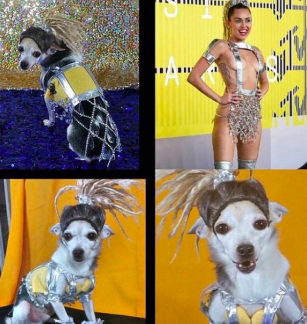 O cãozinho vestido como Miley Cyrus (Foto: Reprodução/Instagram)