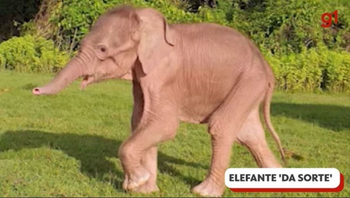 O Que É Elefante Branco