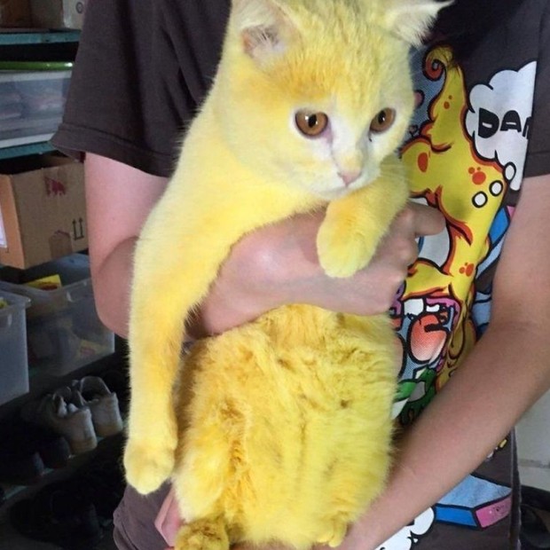 Gato amarela na Tailândia após uso de açafrão (Foto: reprodução/Facebook)